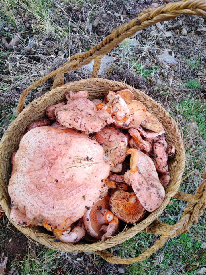 8d3522d4-754e-452e-9732-e68a0cb39b0f